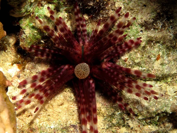 Urchin Banded Echinotrix Calamaris Tomando Mar Vermelho Egito — Fotografia de Stock