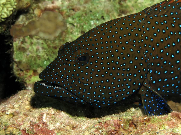 Peacock Grouper Cephalopholis Argus Rode Zee Egypte Stockafbeelding