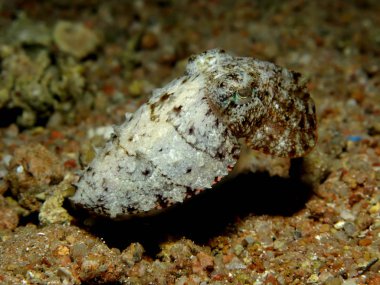 Kapüşonlu mürekkep balığı (Sepia prashadi). Kızıl Deniz 'i, Mısır' ı.