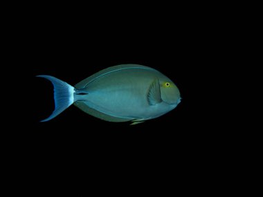 Kara Cerrah Balığı (Acanthurus gahhm) Kızıl Deniz, Mısır 'ı ele geçirdi.