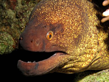 Sarı marjlı moray. (Gymnothorax flavimarginatus)