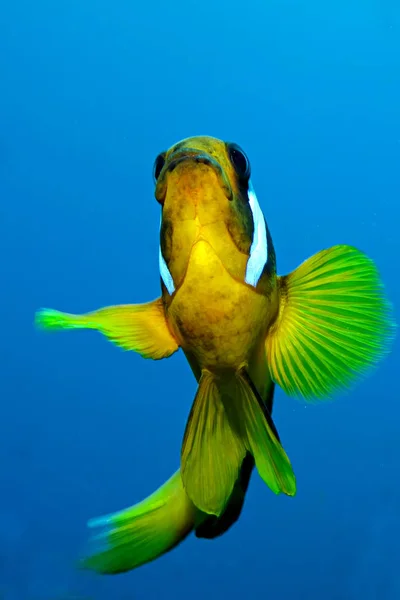 Kızıl Deniz Anemonbalığı Amfiprion Bicinctus Sharm Sheikh Ras Mohammed Çekildi — Stok fotoğraf