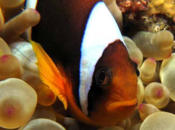Pesce Cerimoniale Del Mar Rosso Amphiprion Bicinctus Preso Ras Mohammed — Foto Stock