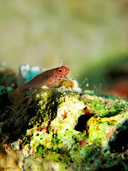 Пигме Гоби Кровавый Карликовый Гомик Trimma Flavicaudatus — стоковое фото