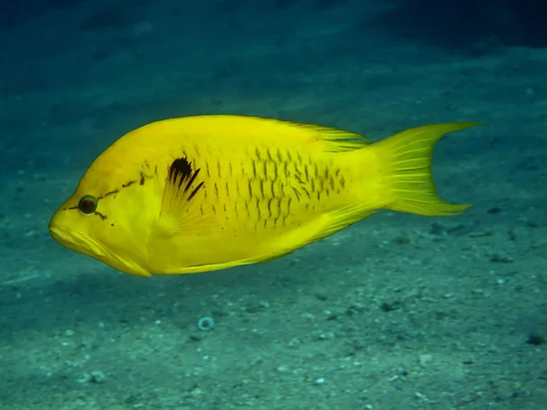 Slingjaw Wrasse Epibulus Insidiator Inname Rode Zee Egypte Stockfoto