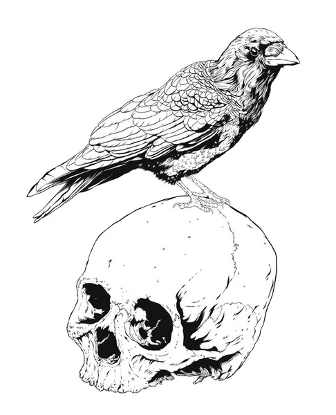 Schedel met Crow geïsoleerd op een witte achtergrond, vectorillustratie — Stockvector