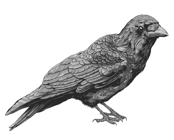 Crow dibujado a mano aislado sobre fondo blanco, ilustración vectorial — Vector de stock