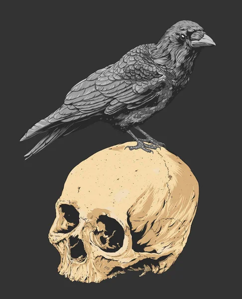 Crânio com corvo, isolado, ilustração vetorial — Vetor de Stock