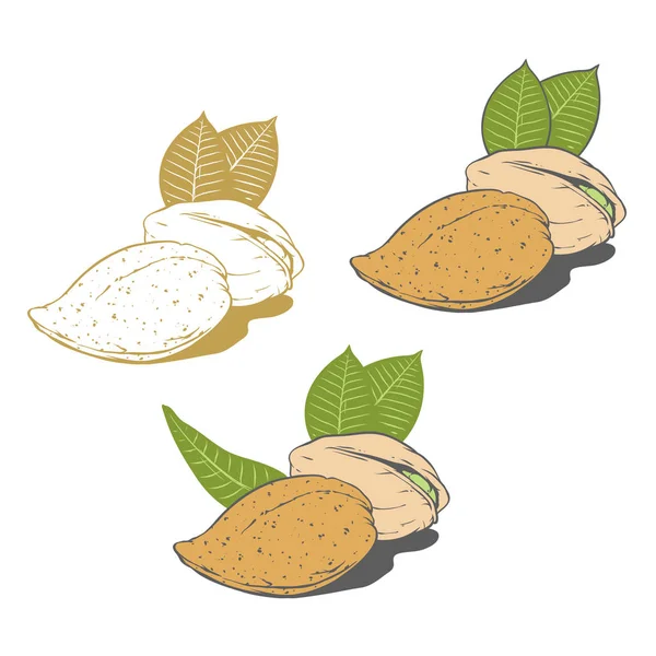Almond and Pistachio Nutshell, Vector Illustration for Logo — Stock Vector