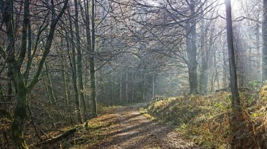 Hiking trail Arnsberg yakınındaki