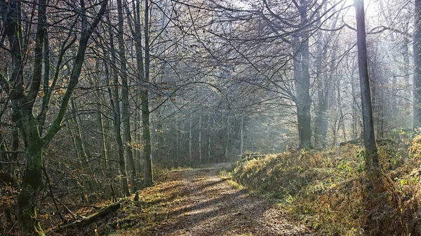Hiking trail Arnsberg yakınındaki — Stok fotoğraf