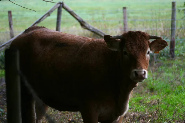 Brown Cattle Pasture — Stock Photo, Image