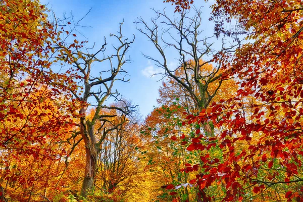 Floresta Primitiva Hesse Outono — Fotografia de Stock