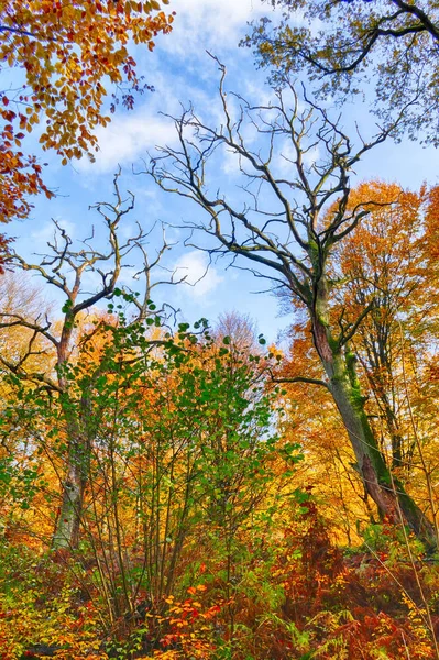 Sonbaharda Hesse Ilkel Bir Ormanda Yaşlı Ağaçlar — Stok fotoğraf