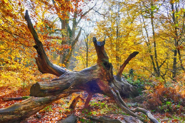 Otoño Bosque Primitivo Hesse Alemania — Foto de Stock