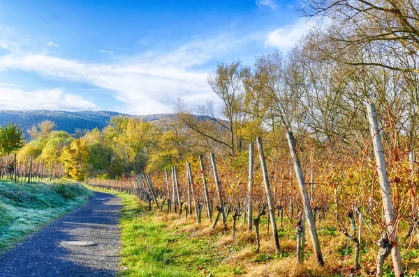 Ahrtal vadisinde sonbaharda Ahrweiler yakınlarında yürüyüş parkurunda.