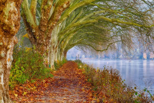 Sendero Árboles Junto Lago Baldeneysee Cerca Essen Alemania Otoño — Foto de Stock