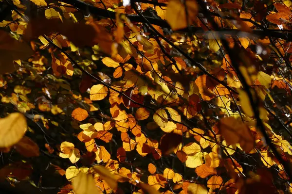秋天的树叶在阳光下的森林里 — 图库照片