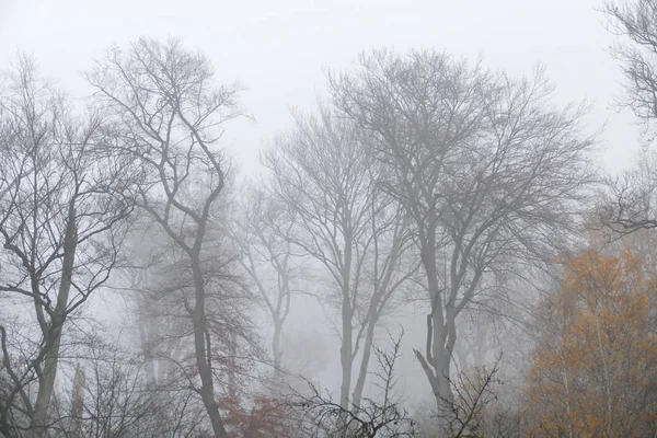 Bäume Wald Herbstnebel — Stockfoto