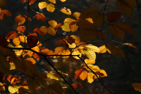 Feuilles Branches Automne Dans Une Forêt Ensoleillée — Photo