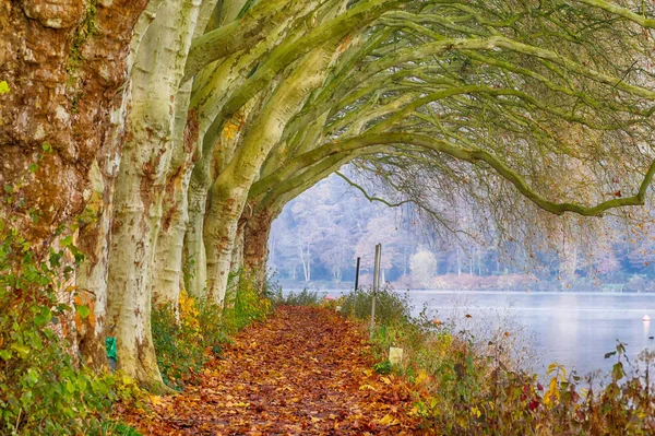 Wiersz Drzew Nad Brzegiem Jeziora Baldeneysee Jesienią — Zdjęcie stockowe