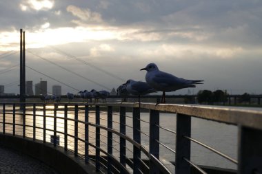 Duesseldorf 'ta Ren nehrinin kenarındaki tırabzanda martılar
