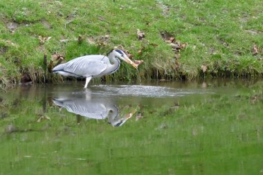 Kavanozunda balık olan balıkçıl.