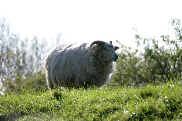 Sheep Dike Rhinein Germany — Stock Photo, Image