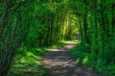 Almanya 'da Duisburg Friemersheim' deki Ren nehri kıyısındaki bir ormanda yürüyüş yolu.