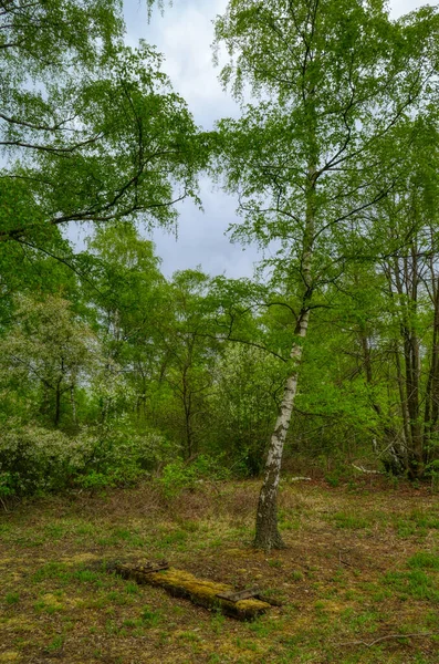 Birch Δέντρα Και Και Παλιά Κομμάτι Sleeper Ένα Δημόσιο Πάρκο — Φωτογραφία Αρχείου