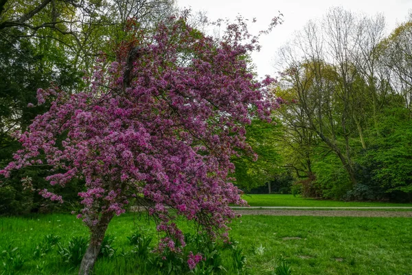 Blooming Tree Spring Municipal Forest Gladbeck Germany — Stock Photo, Image