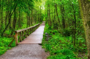 Almanya 'daki Sohlingen Ohligs Heathland Ormanı' nda orman yolu ve orman geçidi