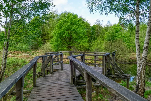 Waldweg Einem Moor Der Solinger Heide Ohligs — Stockfoto