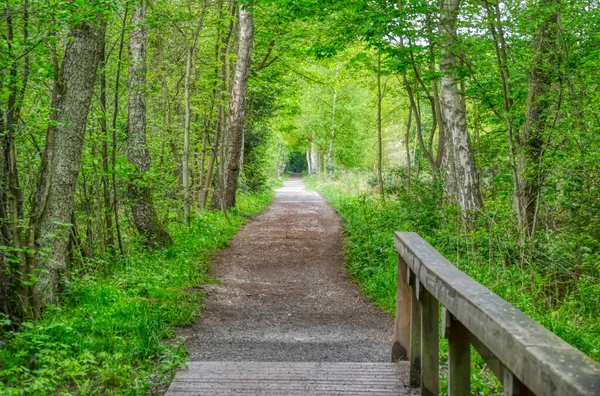 Waldwanderweg Der Solinger Heide Ohligs — Stockfoto