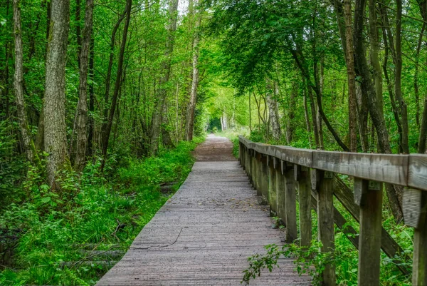 Ohligser Heide Heathland Yürüyüş Yolunda Bir Köprü — Stok fotoğraf