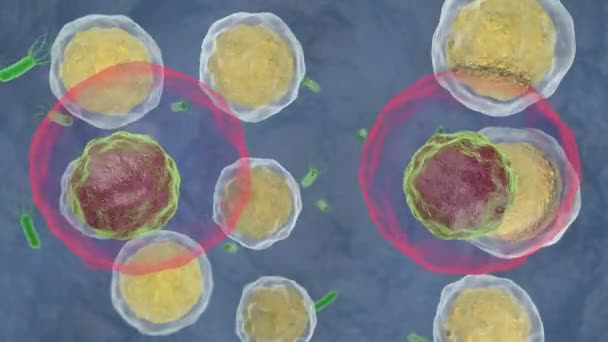 体細胞の生命活動とその融合の3Dアニメーション — ストック動画