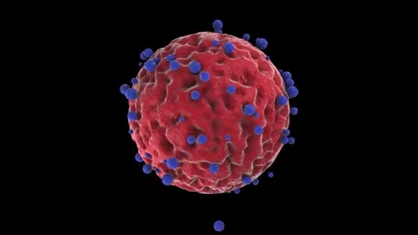 青いウイルスの3Dアニメーション 脈動するシェルを持つ球 そしてコロナウイルスを攻撃する抗体の多く Covid 19に対するワクチンの考え方 3Dアニメーション — ストック動画