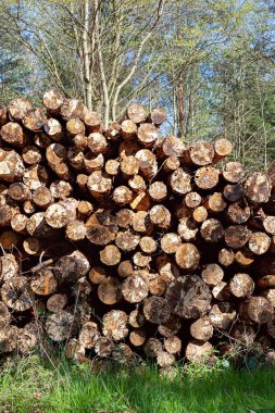 Orman çamı ve çam ağaçları. Ağaç gövdeleri yığılıyor, kereste sanayisi. Panorama ahşap gövdeleri