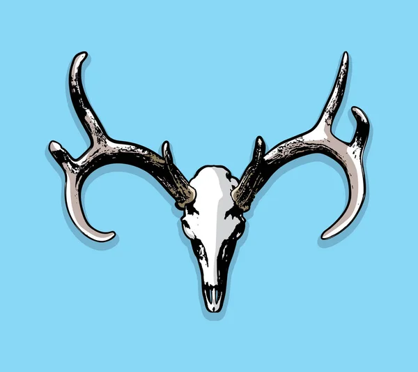Whitetail Deer Euro Mount Skull and Antlers Illustration — Stock Vector