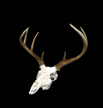 Whitetail Geyik boynuzları ve kafatası Buck