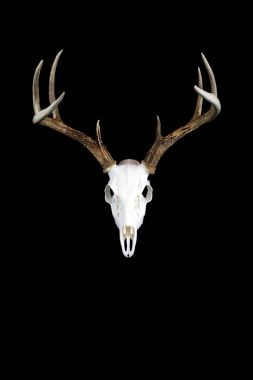 Whitetail Geyik boynuzları ve kafatası Buck