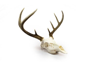 Whitetail Geyik boynuzları ve kafatası Buck