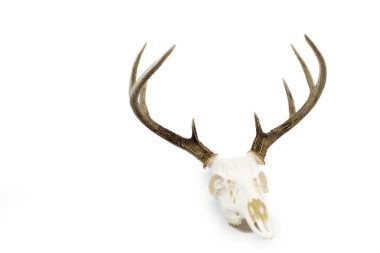 Whitetail Geyik boynuzları ve kafatası Buck