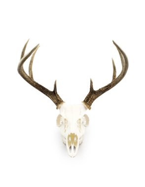 Whitetail Geyik boynuzları ve kafatası Buck