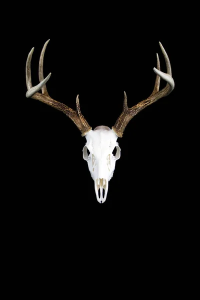 Whitetail rådjur Buck horn och skalle — Stockfoto