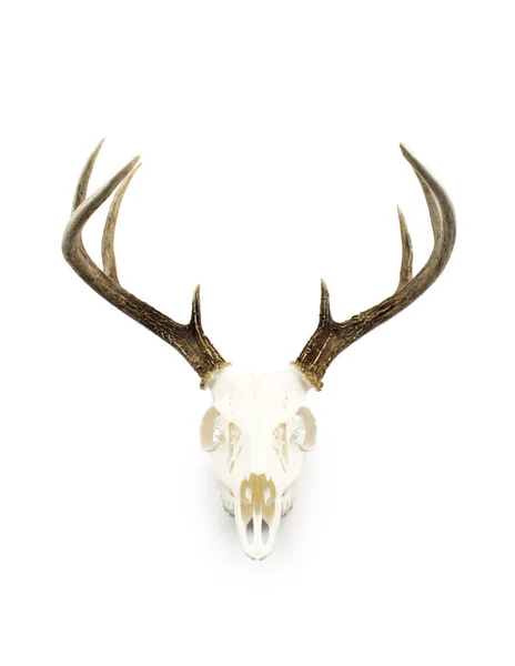 オジロ鹿シカ バックの角と頭蓋骨 — ストック写真