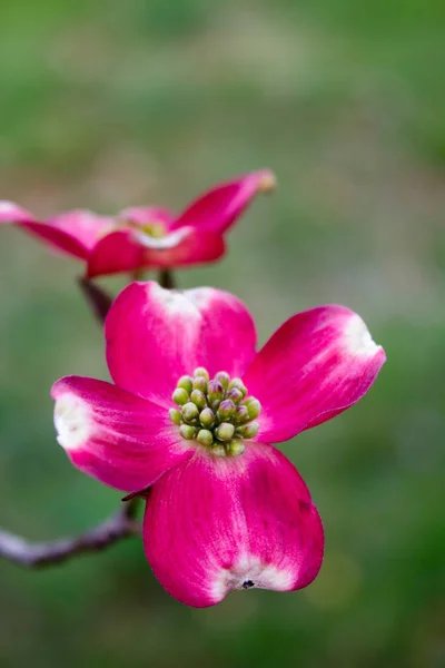 Fleurs de cornouiller en fleurs — Photo