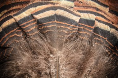 Bir Doğu Vahşi Türkiye 'nin fan kuyruk tüylerine yakın çekim.