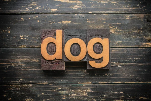 Λέξη Dog Γραμμένο Vintage Ξύλο Letterpress Τύπου Vintage Ρουστίκ Φόντο — Φωτογραφία Αρχείου