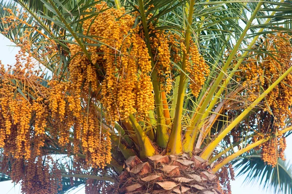 Palmeira Data Frutas Laranja Árvore Exótica — Fotografia de Stock